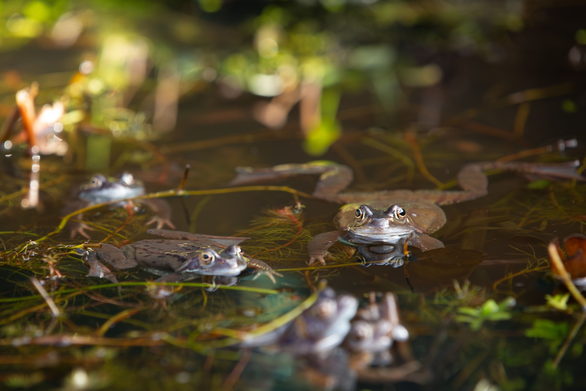 Frogs floating in a pond