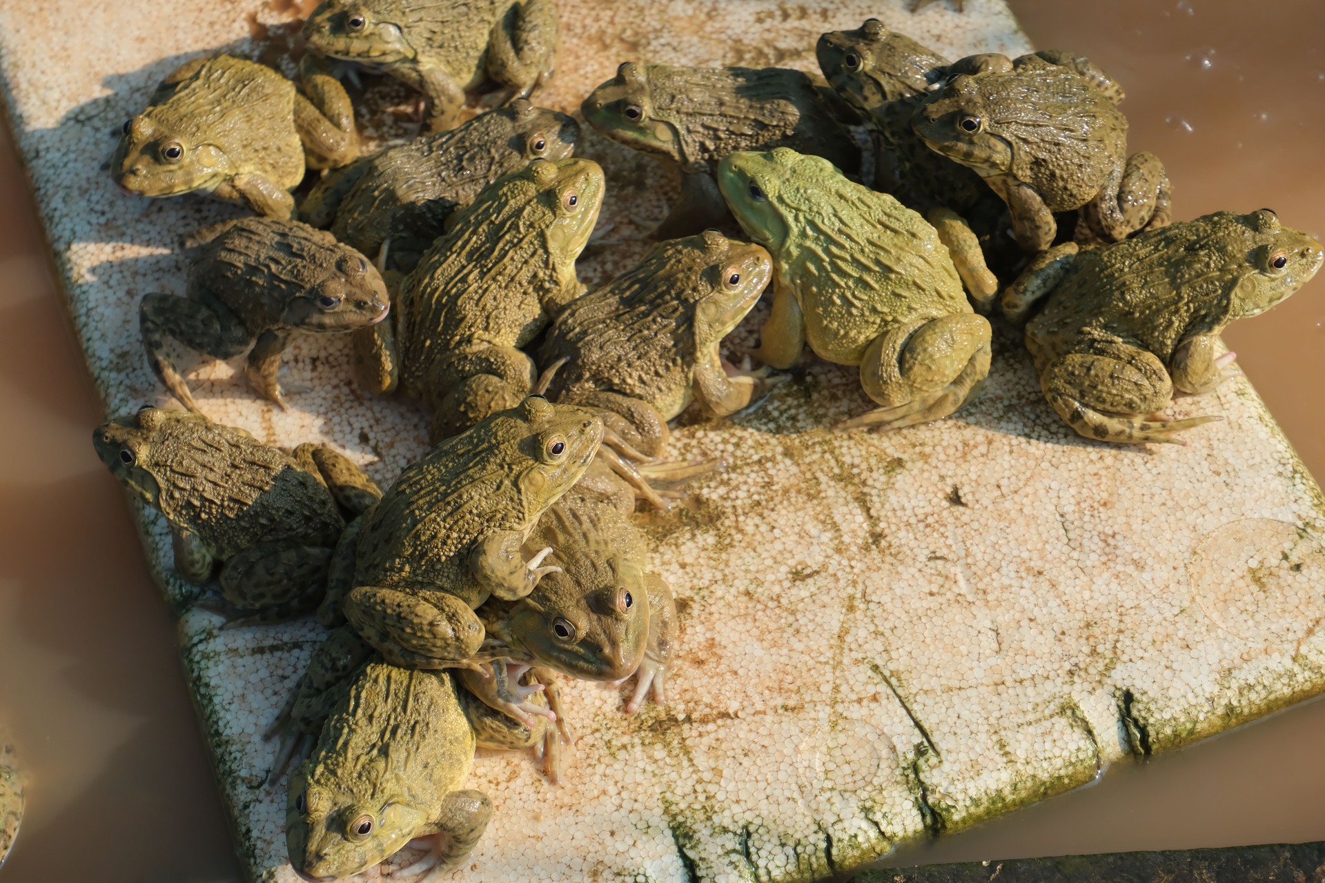The flock of frogs gathers.